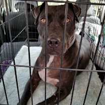 Thumbnail photo of Onyx #2