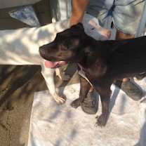 Thumbnail photo of Onyx #3