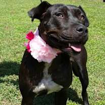 Thumbnail photo of Onyx #4