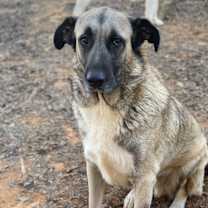 Thumbnail photo of Theo - PLEASE READ ALL INFORMATION #2