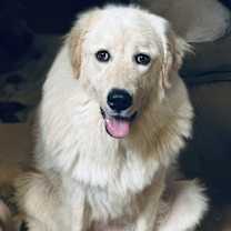 Thumbnail photo of Janie - PLEASE READ ALL INFORMATION #1