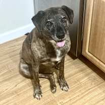 Thumbnail photo of Layla - PLEASE READ ALL INFORMATION #1