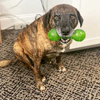 Thumbnail photo of Layla - PLEASE READ ALL INFORMATION #2