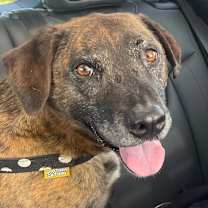 Thumbnail photo of Layla - PLEASE READ ALL INFORMATION #3