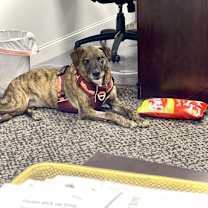 Thumbnail photo of Layla - PLEASE READ ALL INFORMATION #4