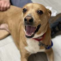 Thumbnail photo of Lacie - PLEASE READ ALL INFORMATION #1