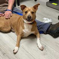 Thumbnail photo of Lacie - PLEASE READ ALL INFORMATION #3