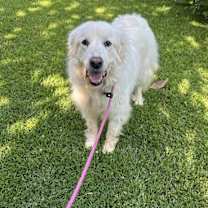 Thumbnail photo of Libby - PLEASE READ ALL INFORMATION #3