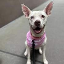 Thumbnail photo of Kandy #1