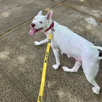 Thumbnail photo of Kandy #2