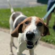 Thumbnail photo of Ollie #1