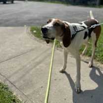 Thumbnail photo of Ollie #3