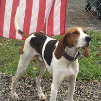 Thumbnail photo of Ollie #4