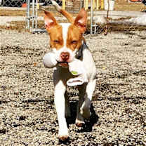 Thumbnail photo of Chip #4