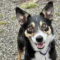 Thumbnail photo of Bella #2
