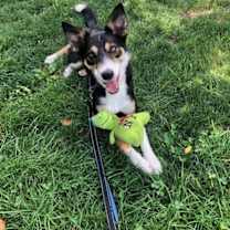 Thumbnail photo of Bella #3