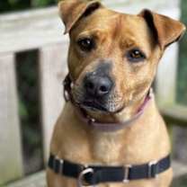 Thumbnail photo of Banjo #1