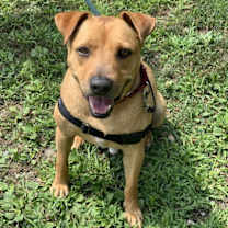 Thumbnail photo of Banjo #2