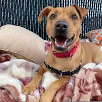 Thumbnail photo of Banjo #3