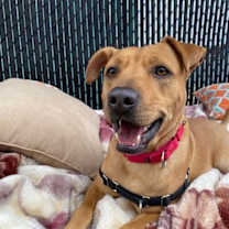 Thumbnail photo of Banjo #4