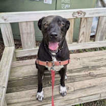 Thumbnail photo of Otis #1