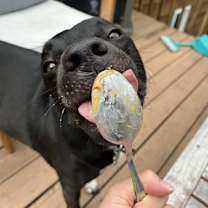 Thumbnail photo of Otis #3