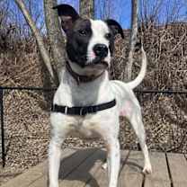 Thumbnail photo of Roscoe #1