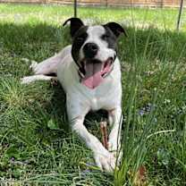 Thumbnail photo of Roscoe #2