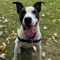 Thumbnail photo of Roscoe #3