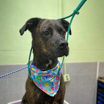 Thumbnail photo of Lola #2
