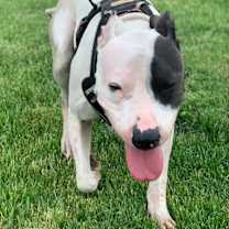 Thumbnail photo of Cole #4