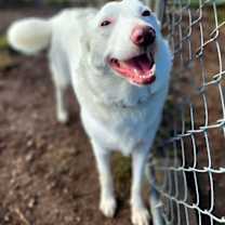 Thumbnail photo of Tina (aka Eowyn) #1