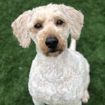 Thumbnail photo of Indy #1