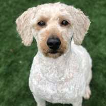 Thumbnail photo of Indy #2