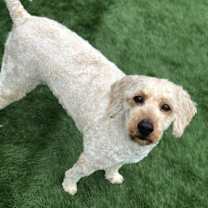 Thumbnail photo of Indy #3