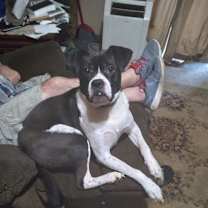 Thumbnail photo of Howie #1