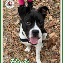 Thumbnail photo of Howie #3