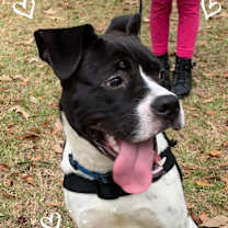 Thumbnail photo of Howie #4