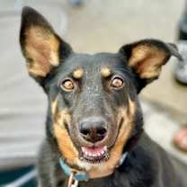 Thumbnail photo of Lucy #1