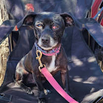 Thumbnail photo of Minnie #2