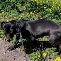 Thumbnail photo of Minnie #3