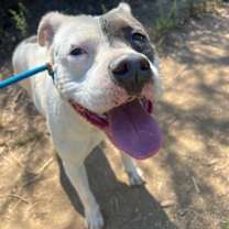 Thumbnail photo of Pink #1