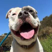 Thumbnail photo of Pink #2