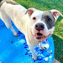 Thumbnail photo of Pink #4