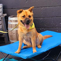 Thumbnail photo of Scarlet Chowhansson #3