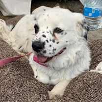 Thumbnail photo of Spring #1