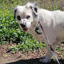 Thumbnail photo of Spring #2