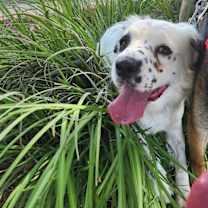 Thumbnail photo of Spring #3