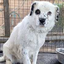 Thumbnail photo of Spring #4