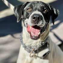 Thumbnail photo of Holstein #1